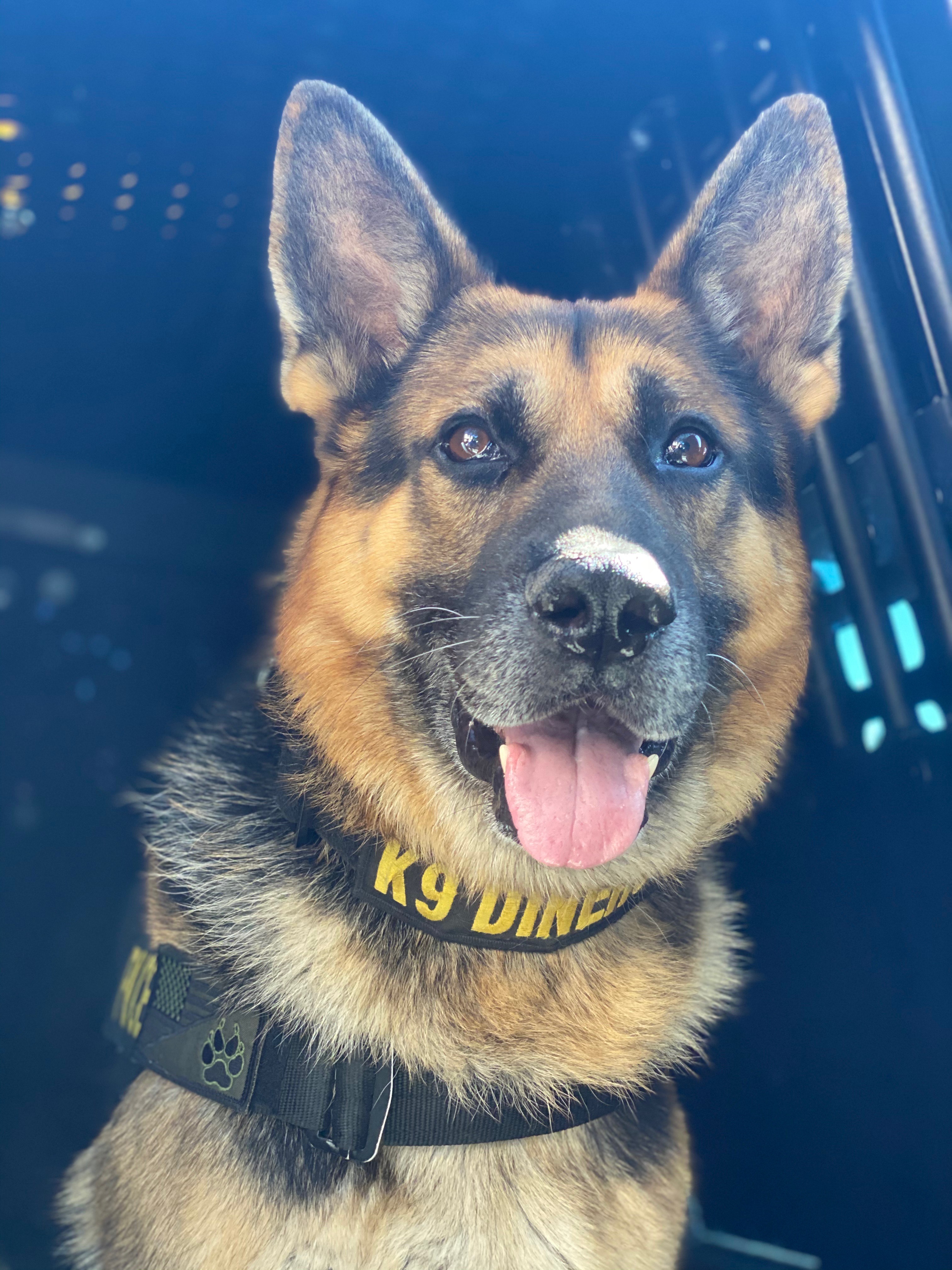 Dog Rescue German Shepherd Rescue Near Me German Shepherd Rescue