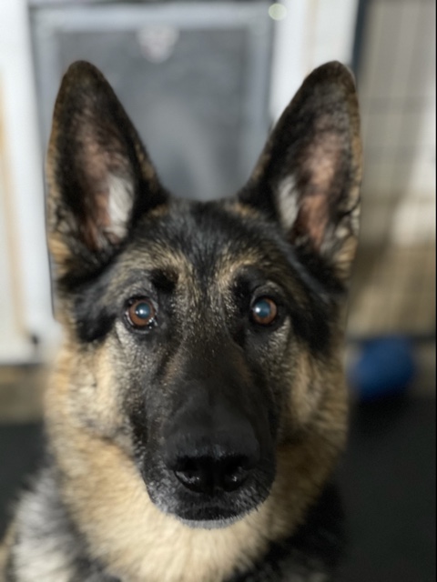 Retired Police Canine Foundation