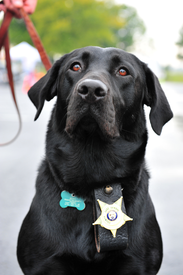 retired police canine foundation